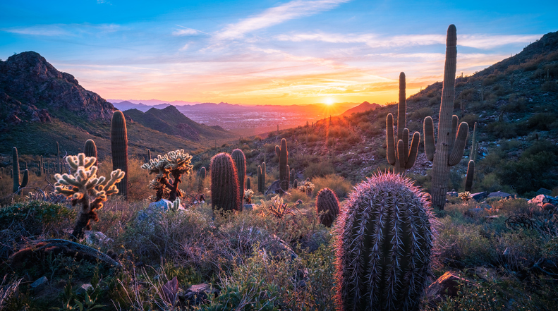 Several cactuses in the desert near Phoenix.