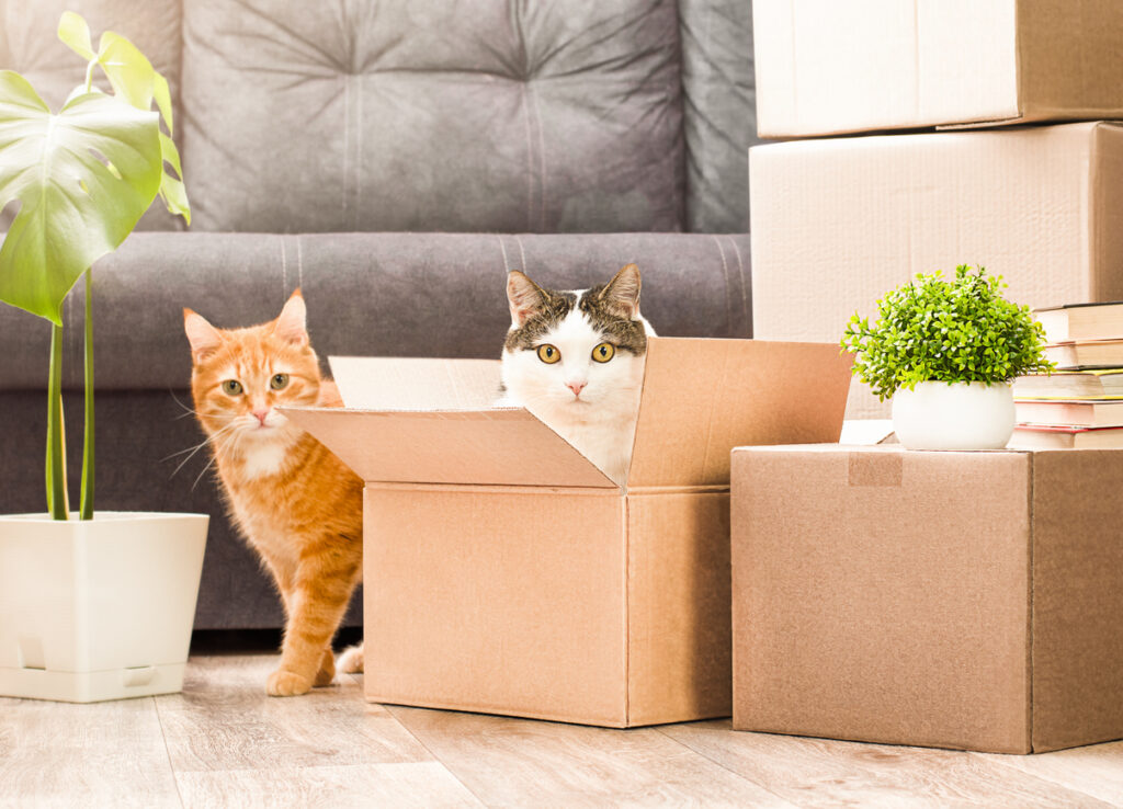 A tri-colored cat sits in cardboard boxes, and an orange cat sits beside it during a move.