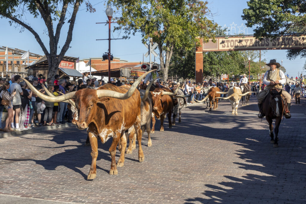 A herd of cattle parading through the Fort Worth Stockyards accompanied by cowboys on horseback.